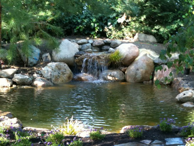 blog-Pond-Design